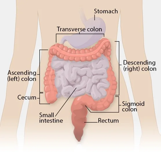 Healthy colorectal